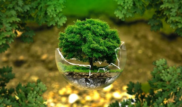 A small tree in a glass bowl