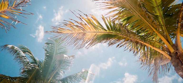 Palms trees